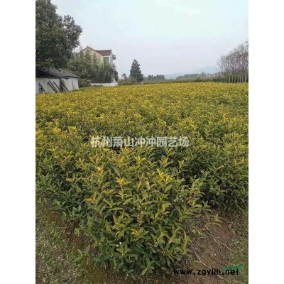 供應 精品 埃比胡頹子球
