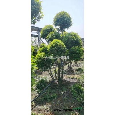 供應金葉大花六道木