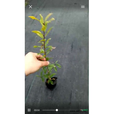 供應(yīng)云南傘房決明 浙江傘房決明 傘房決明價格 傘房決明批發(fā)