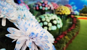 菊世無雙 南京農(nóng)大舉辦菊花展 1500種菊花各展嬌姿