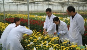 南京農(nóng)業(yè)大學(xué)菊花研發(fā)團隊領(lǐng)航菊花產(chǎn)業(yè)高質(zhì)量發(fā)展